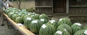 大山　ふれあい市場スイカ祭の写真