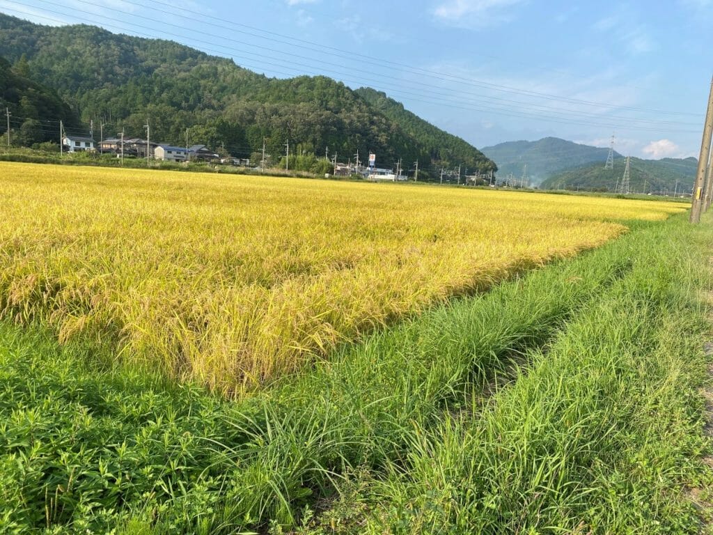 秋游