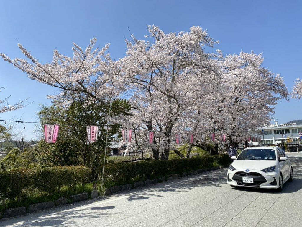 樱花季节